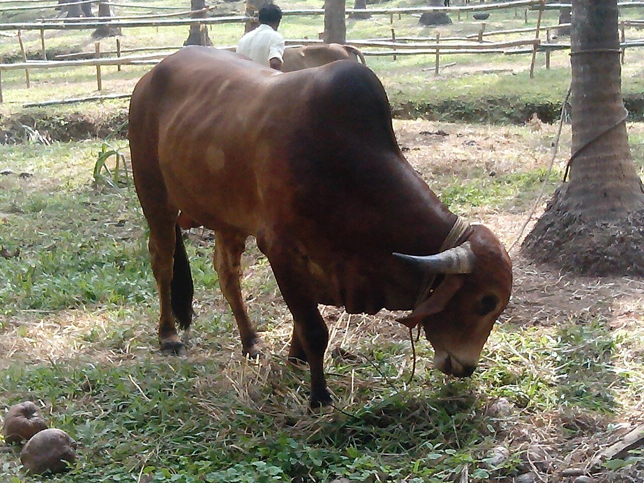 Native Indian cows being cared for at the ashram goshala sanctuary