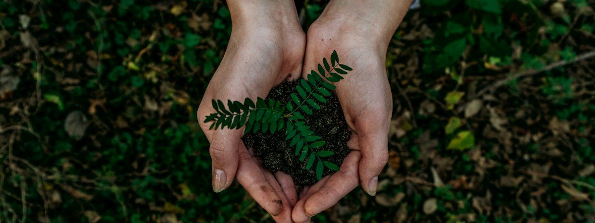 Hands holding a young plant in front of Arunachala